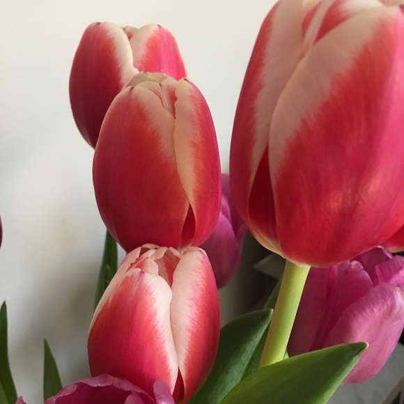 Meet your Posher, Candace - Picture 1 of 1